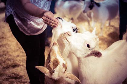 Three goats gather around a guest at the petting zoo.