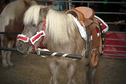 One of the ponies available to ride at Sights & Sounds